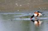 shelduck - bergeend - tadorne de belon