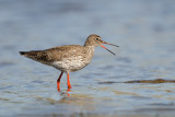 redshank - tureluur - chevalier gambette
