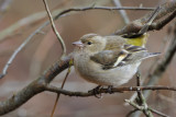 chaffinch - vink - pinson des arbres