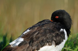 oystercatcher - scholekster - hutrier pie