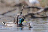 mallard - wilde eend - canard colvert