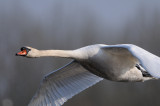 mute swan - knobbelzwaan - signe tubercul