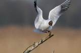 black-headed gull - kokmeeuw - mouette rieuse