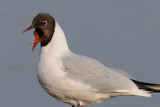 black-headed gull - kokmeeuw - mouette rieuse