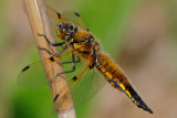  viervlek - libellule  quatre taches - four-spotted skimmer