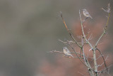 stonechat - roodborsttapuit - tarrier pâtre