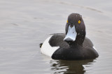 tufted duck - kuifeend - fuligule morillon