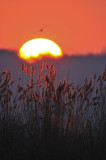 sunrise in het Vinne