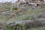 stone-curlew - griel - oedicnème criard