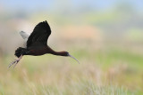 glossy ibis - zwarte ibis - ibis falcinelle
