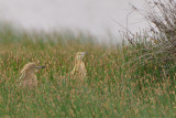 squacco heron - ralreiger - crabier chevelu