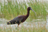 glossy ibis - zwarte ibis - ibis falcinelle
