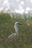 little egret - kleine zilverreiger - aigrette garzette