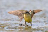 yellow wagtail - gele kwikstaart - bergeronette printanière