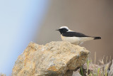 blackheaded wheatear - oostelijke blonde tapuit - traquet oreillard oriental