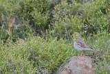 cinereous bunting - smyrnagors - bruant cendré