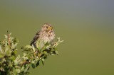 bunting - grauwe gors - bruant proyer