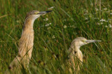 squacco heron - ralreiger - crabier chevelu