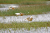 squacco heron - ralreiger - crabier chevelu