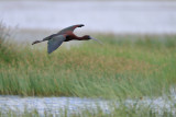 glossy ibis - zwarte ibis - ibis falcinelle