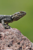 starred agama - hardoen