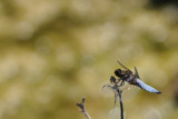 broad-bellied chaser - platbuik - libellula depressa