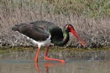 black stork - zwarte ooievaar - cigogne noir