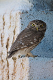 little owl - steenuil - chevêche d'Athéna