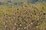 spanisch sparrow - spaanse mus - moineau espagnol