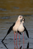 black-winged stilt - steltkluut - échasse blanche