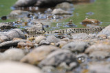 grass snake - ringslang - couleuvre à collier