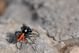 Philaeus chrysops - vuurspringer