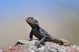 starred agama - hardoen