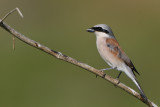 redbacked shrike - grauwe klauwier - pie-grièche écorcheur
