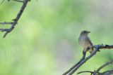 spotted flycatcher - bonte vliegenvanger - gobemouche gris