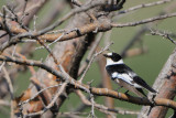collared flycatcher - withalsvliegenvanger - gobemouche à collier