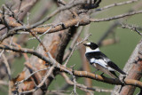 collared flycatcher - withalsvliegenvanger - gobemouche  collier