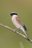 redbacked shrike - grauwe klauwier - pie-grièche écorcheur