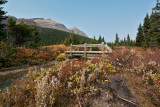 Fall At Bow Lake