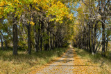 Ranch-road Fall