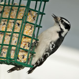 Downey Woodpecker - Female