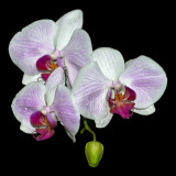 Orchids On Black