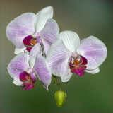 Orchids On Green
