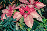 Christmas Garden