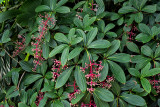 Berries