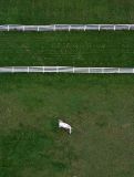 At Pasture *