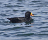Black Scoter