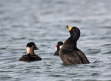 Black Scoter