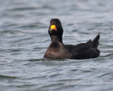 Black Scoter