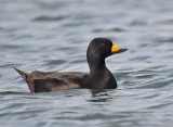 Black Scoter